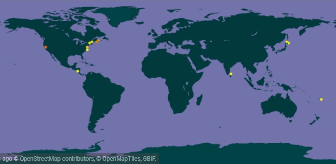 Tellinidae : Pinguitellina robusta et/ou Pinguitellina pinguis. ( ? ) Map10