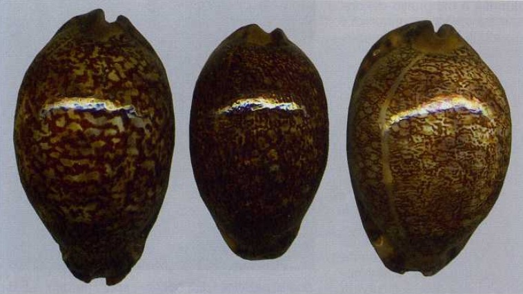 Mauritia arabica immanis f.rudimaculosa Bozzetti, 2008 Rud10