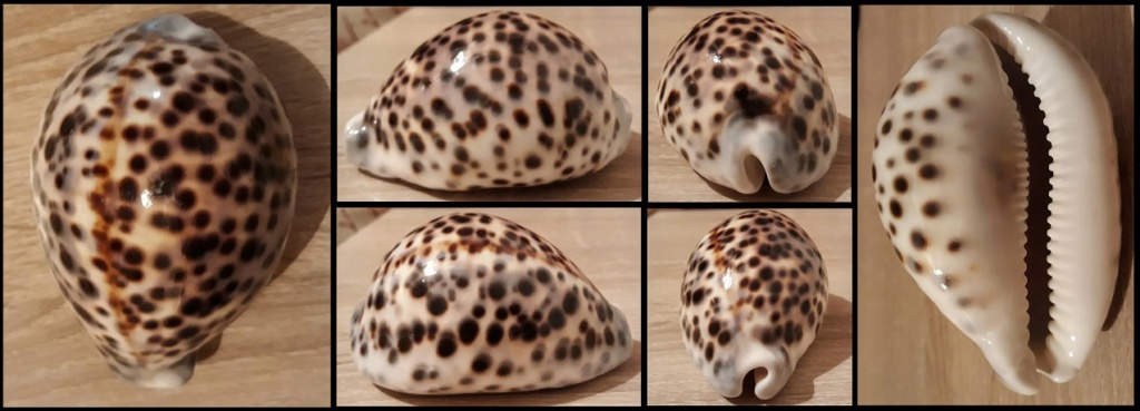 Cypraea_tigris_tigris_Linnaeus, 1758 Schild10