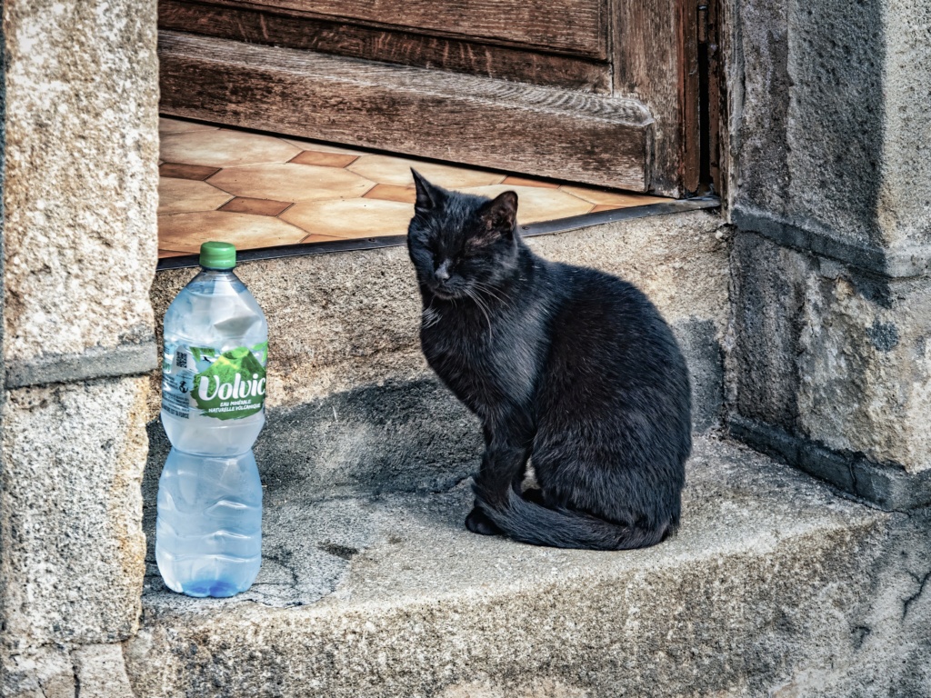Le chat et la bouteille d'eau...(+ versions moins saturées) 51462310