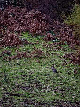 J'ai posé un lapin "de loin" ! Dsc_1810