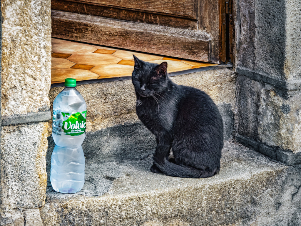 Le chat et la bouteille d'eau...(+ versions moins saturées) P1750410