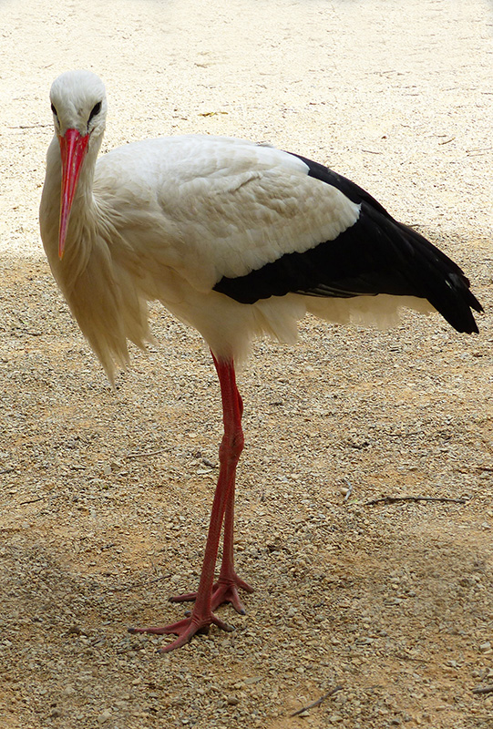Concours du moi de mai 2020 "TRICOLORE" 17210