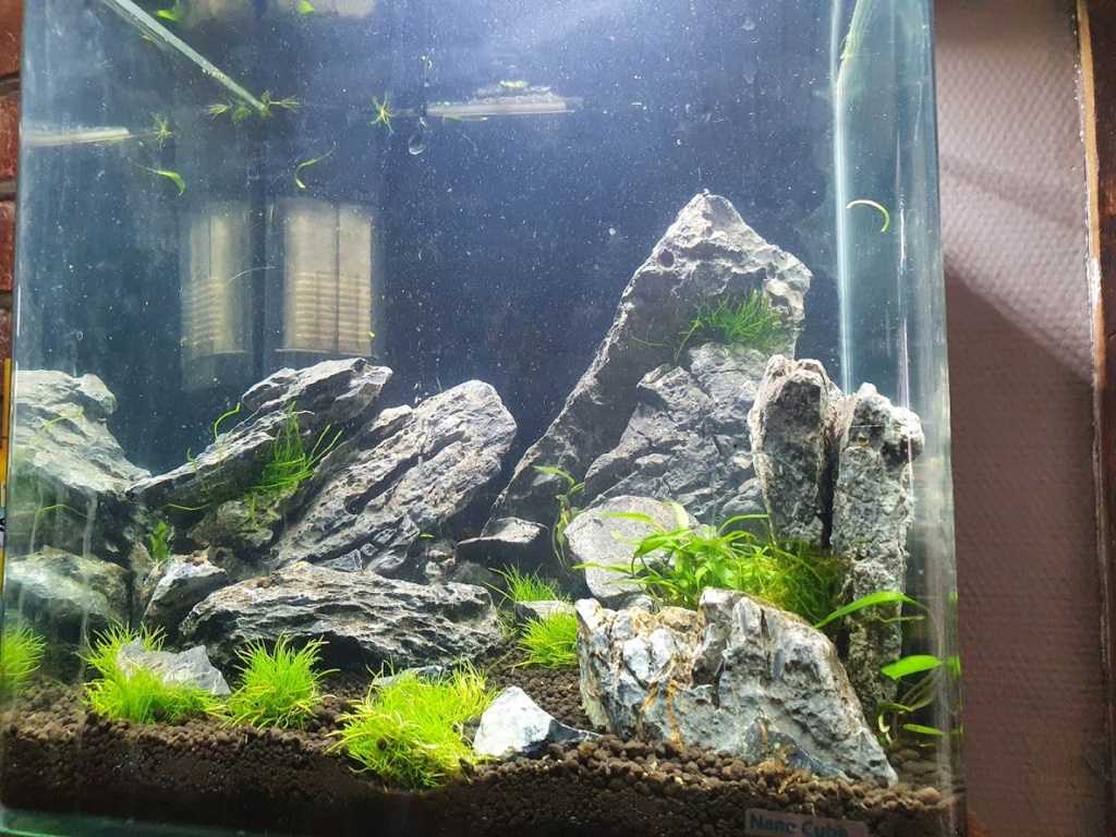 Présentation de mon aquarium de 30 l 311