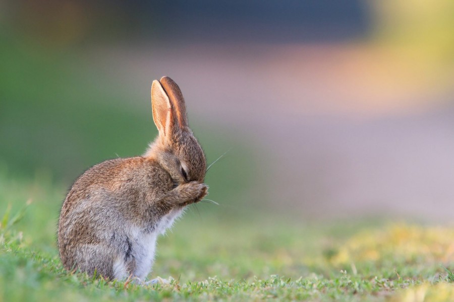 Pulgas en conejos: Cómo detectarlas y quitarlas 01d10