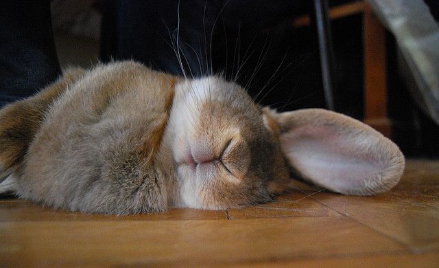 ¿Cómo duermen los conejos? 97297011