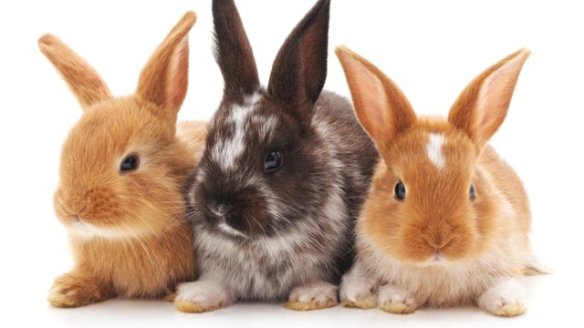 Conejos con obesidad: Detención y dieta _1090411