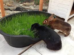 Enriquecimiento ambiental para conejos Bandej10