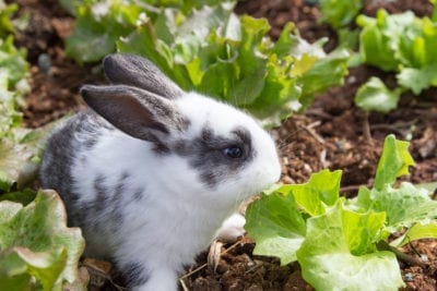 Plantas que pueden comer los conejos Bunny-10
