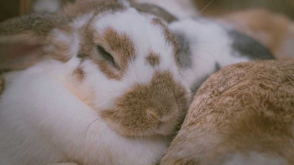 ¿Cómo duermen los conejos? C630d510
