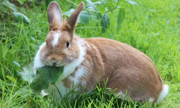 Plantas que pueden comer los conejos Conejo15