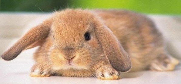 ¿Cómo enseñar a un conejo a usar un esquinero para hacer sus necesidades? Conejo16