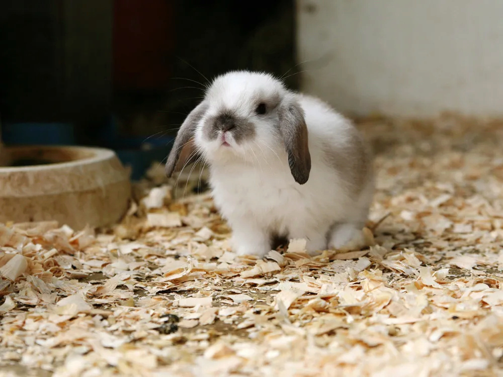 Mi conejo se come su caca: Causas y qué hacer Conejo23