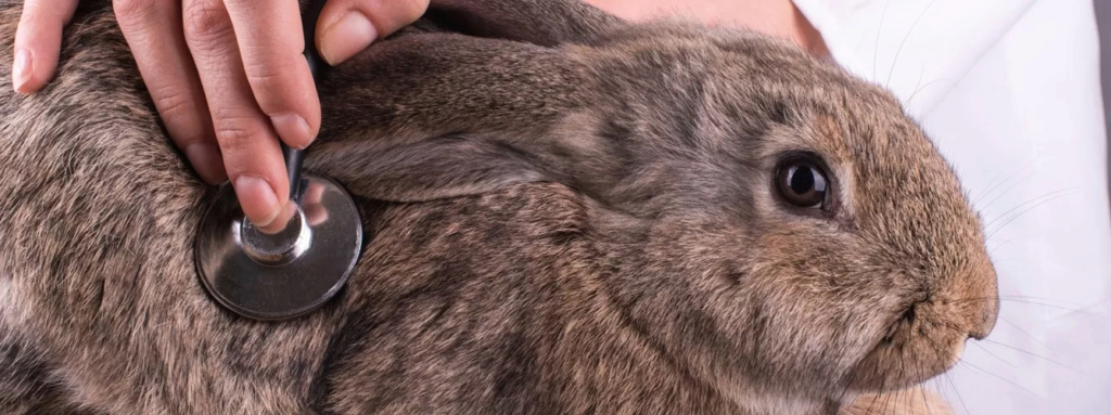 Pulgas en conejos: Cómo detectarlas y quitarlas Conejo27