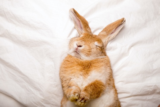 ¿Cómo duermen los conejos? Conejo30
