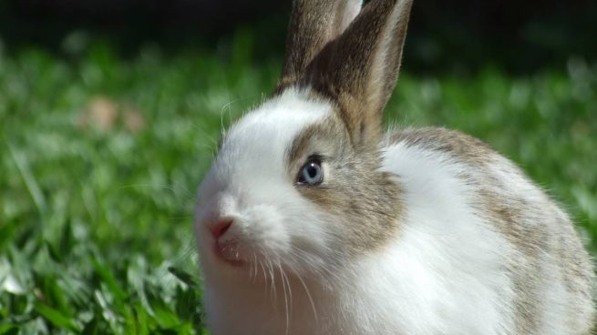 ¿Como saber la edad de un conejo? Consej13