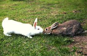 Peleas entre conejos para aclarar la jerarquia Descar15