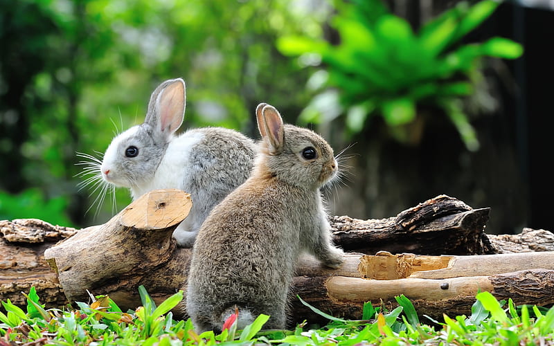 Consejos para tener un conejo al jardín Hd-wal10