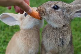 Conejos con obesidad: Detención y dieta Images13