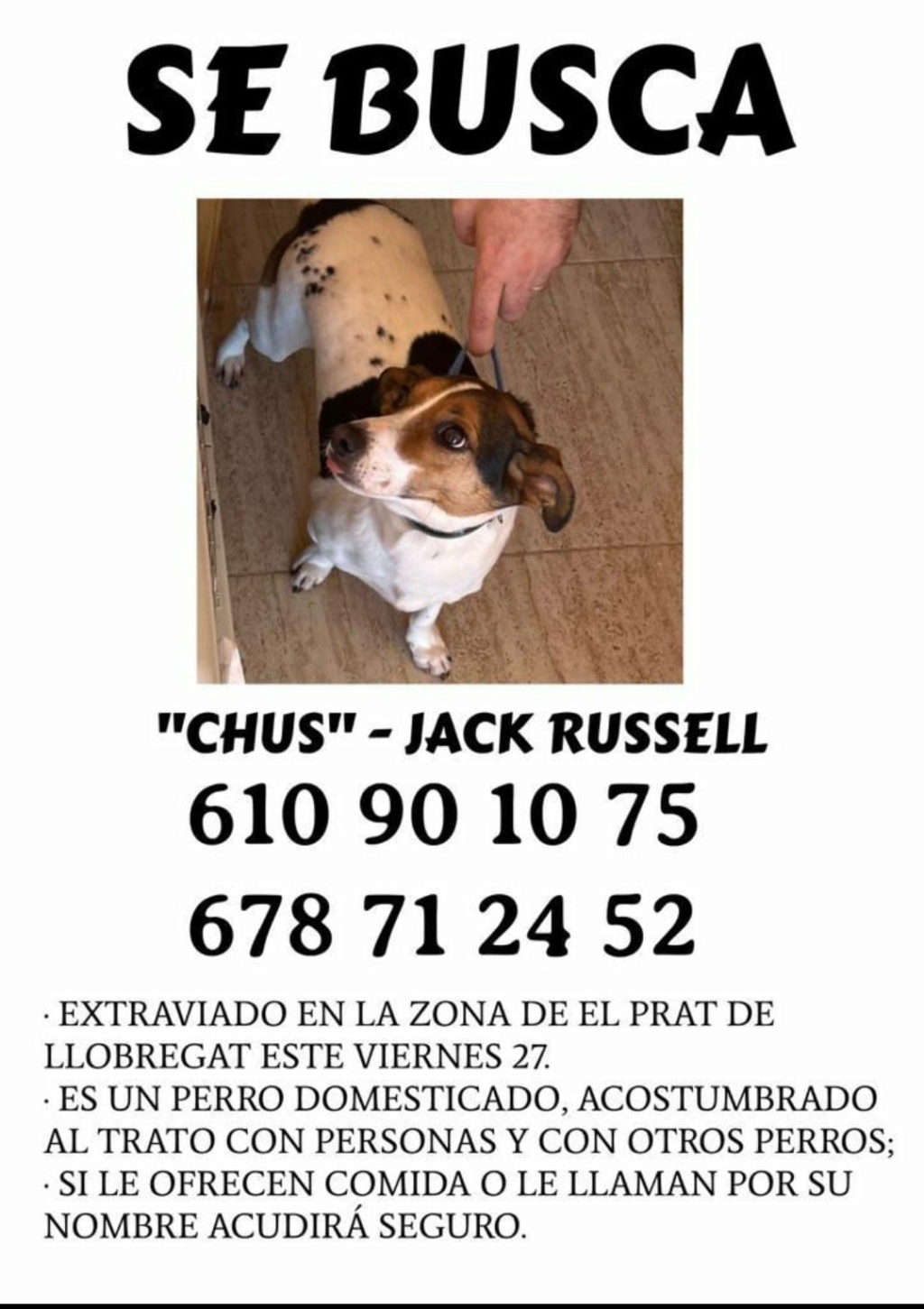 Chus- Jack Russell perdido Img-2030