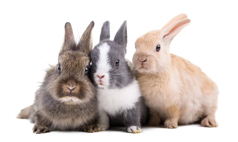 Conejos con obesidad: Detención y dieta Manejo11