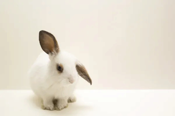 Mi conejo tiene una oreja caída Por_qu10