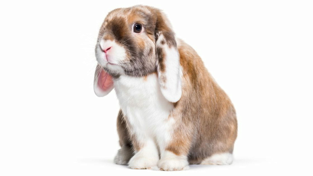 La malta para conejos: Usos y dosis Proble10