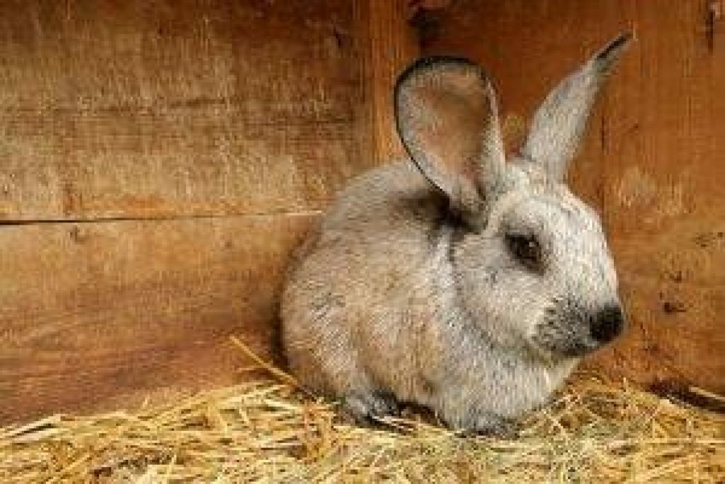 Enfermedades de los conejos en las orejas Proble12