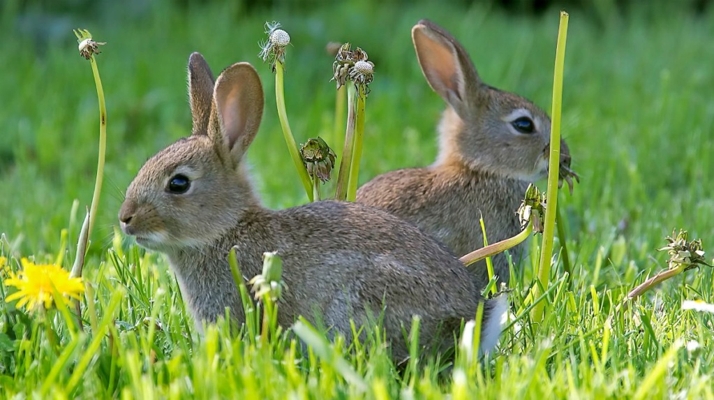 La coccidiosis en conejos: Síntomas y tratamiento Que-di10