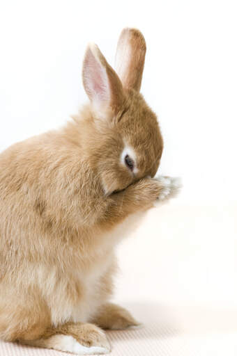 La muda de pelo en le conejo: todo lo qué necesitas saber Rabbit10