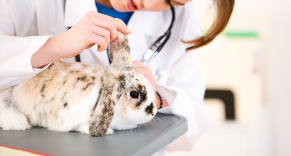 El estreñimiento en conejos - Síntomas y tratamiento Rabbit10