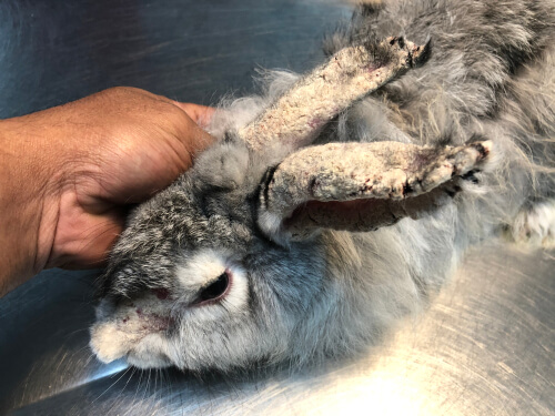 La sarna en conejos - Síntomas y tratamiento Sarna-11