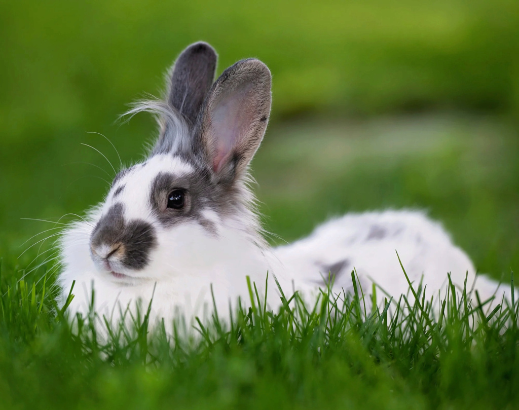 Los conejos saben quién es su dueño?: Victor10