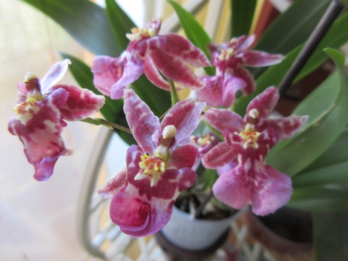 mes orchidées du moment Img_4435
