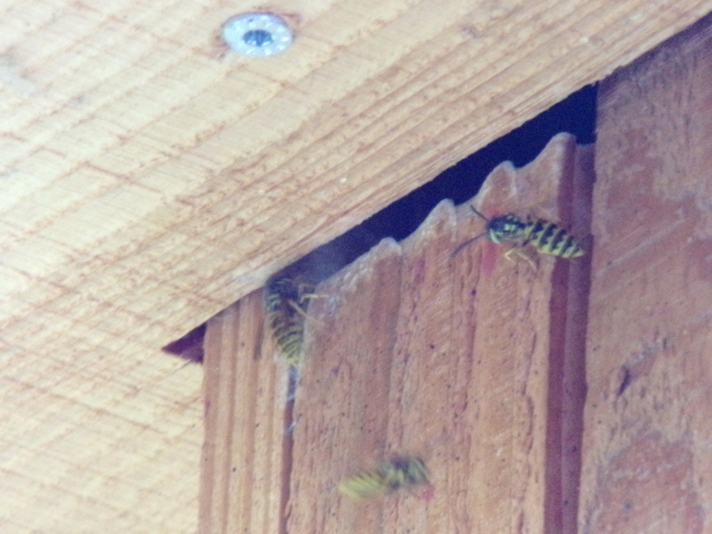 Nombreuses guêpes dans la charpente 105_2710