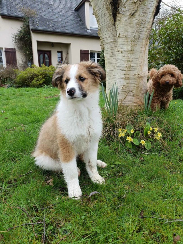 PADOUE (ex MORANO) - Chiot mâle croisé de petite taille à l'âge adulte - Né environ en Septembre 2023 - Refuge de Monica - Adopté par Fabienne en France (département 50) 42698410