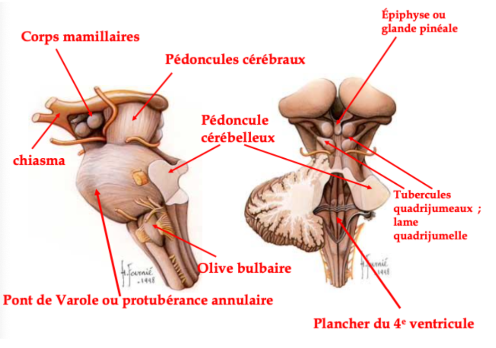 Schéma tronc cérébral Captur18