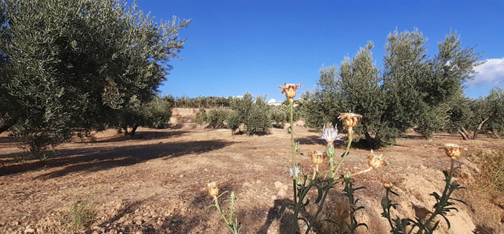 En talud de un olivar Centau15