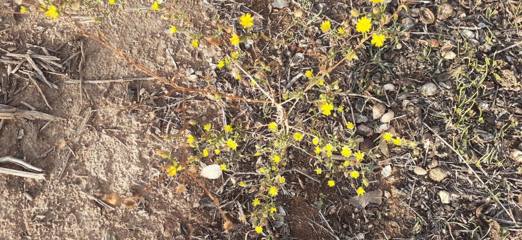 De flor pequeña y amarilla Pulica11