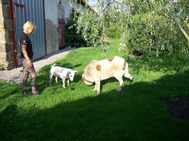 Urgent - REME - masti 10 ans (sauvé de la decharge où il vivait - vite le sortir de son box bien trop petit)) Asso Une Histoire de Galgos - Espagne 100_4210