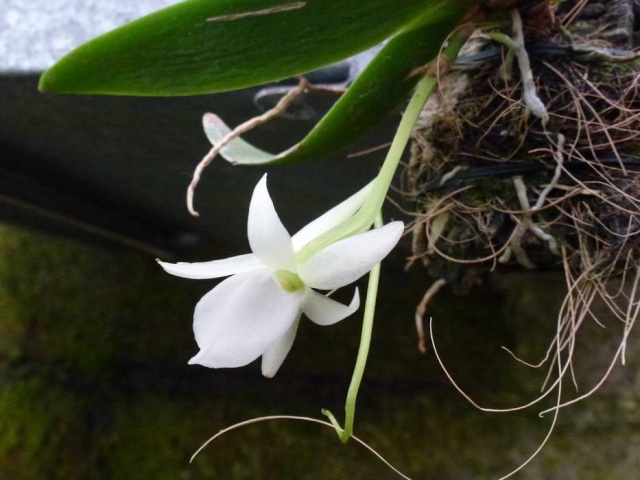 Angraecum leonis Angrae10