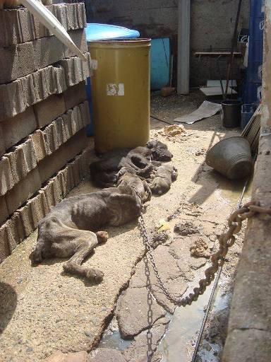  4 chiens mastif enchaînés mangeant leurs leurs déchets. 10599310