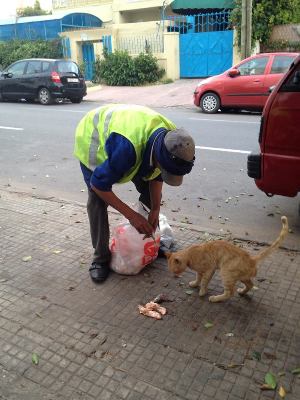 Maroc /Casablanca "l'islam et le respect des Animaux" Chienc10