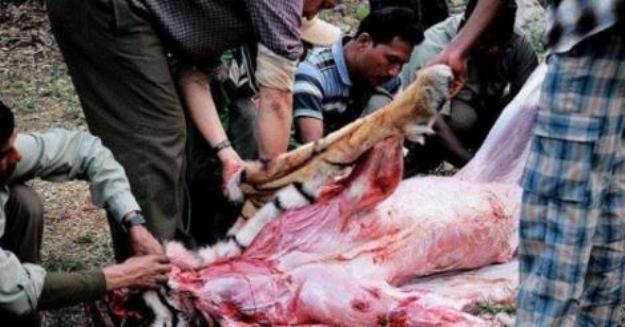 Chine: pour la fermeture de ferme du tigre ! Safe_i12