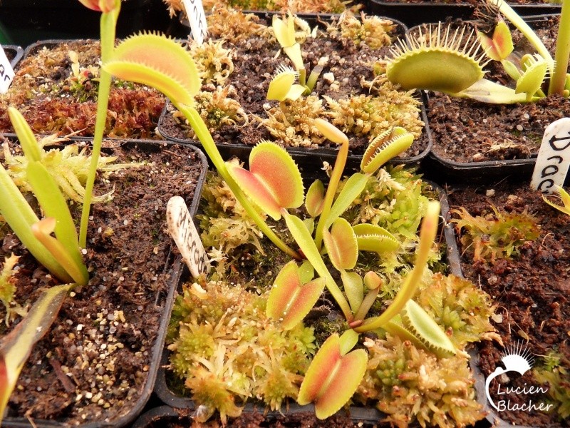 Dionaea 'Microdent erected' Microd11