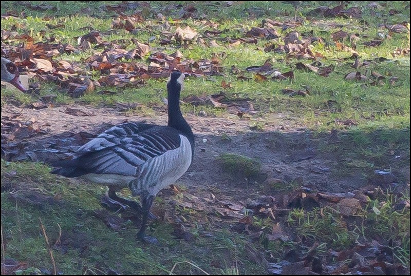 Une bernache nonnette ? [identifié] Bernac10