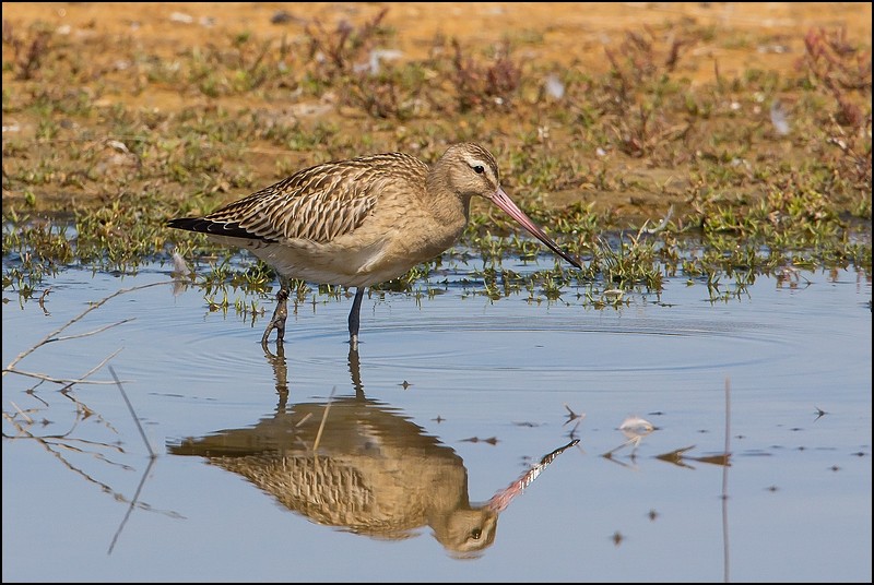 Photos de Fisher24 : maj du 20/01/16 (Le Teich) - Page 26 Img_3811