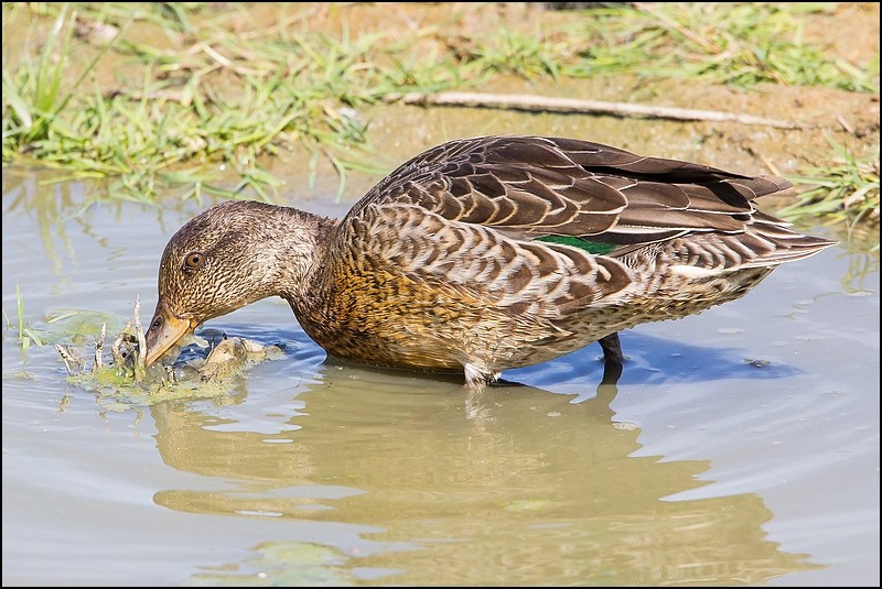 Le Teich (13 septembre 2014) Img_3812