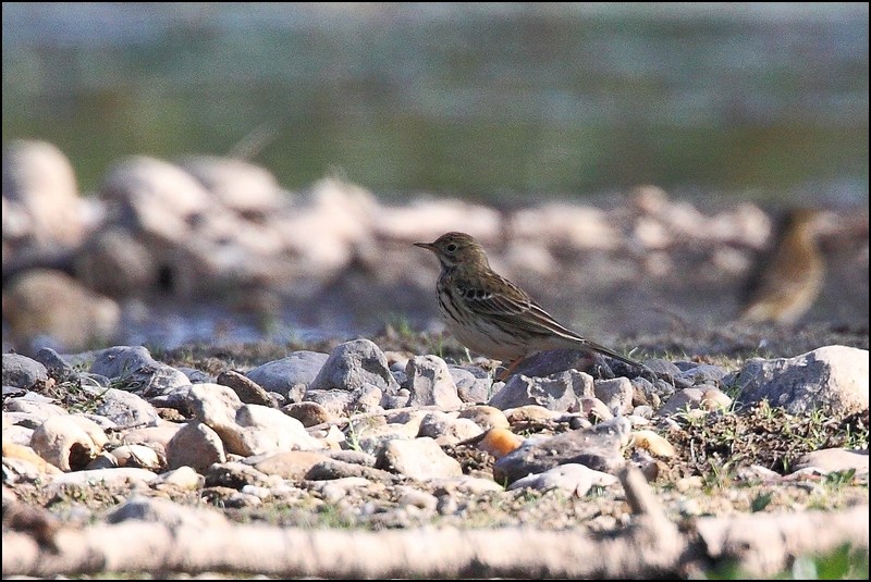 Pipit farlouse ? Img_4010