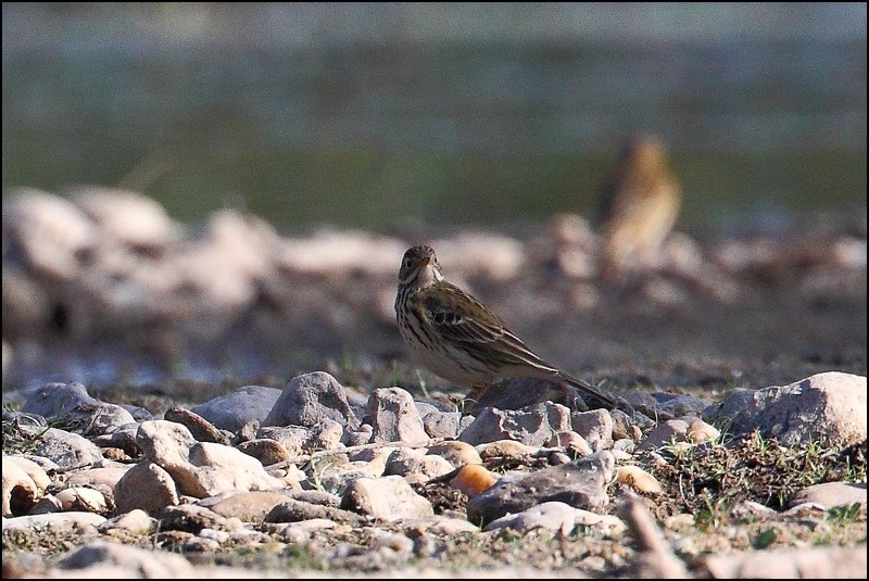 Pipit farlouse ? Img_4011